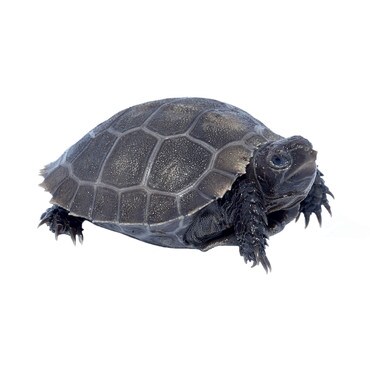 Burmese Brown Forest Tortoise